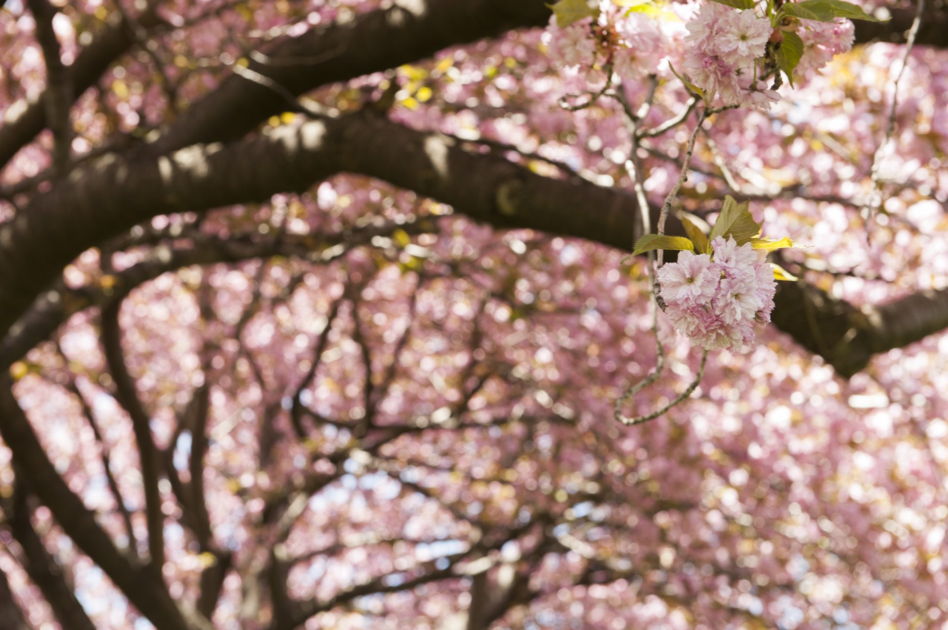 Cherry blossoms